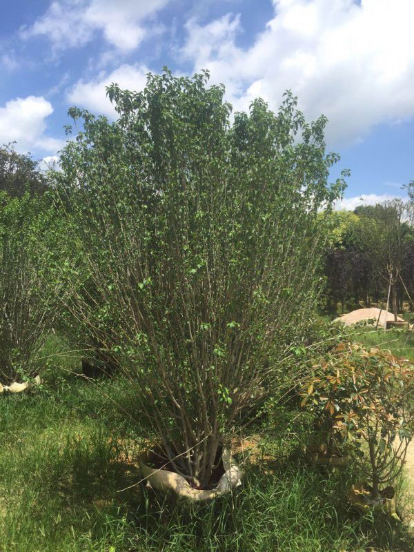 福建绿篱用木槿树冠幅饱满园林树木槿苗袋苗上车价格怎样