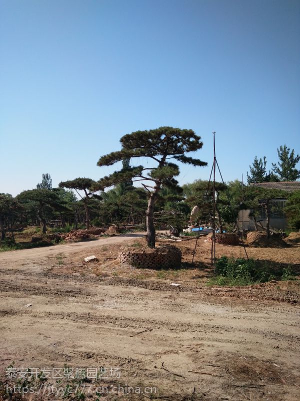 供應各種造型油松景觀松泰山景松造型平頂松