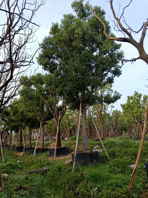 云南香樟丛生云南香樟多少钱