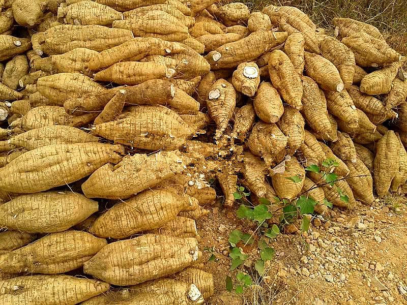 藤县乐美葛业葛根苗产地15177452775