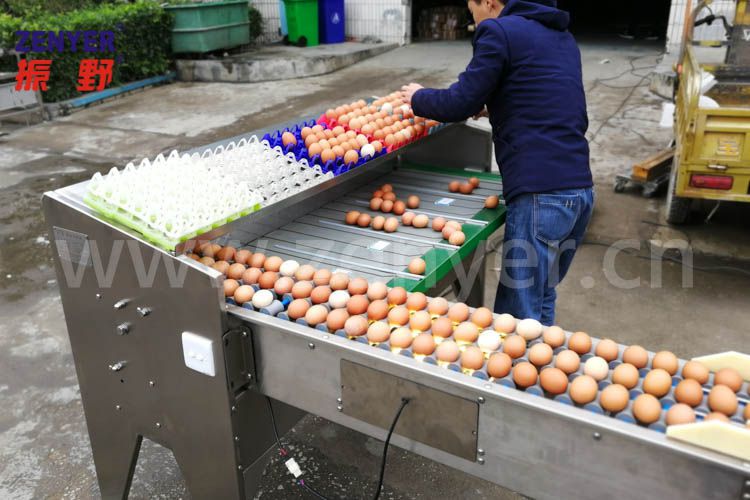 深圳振野供应zyfjs3系列3道上蛋式半自动小型鸡蛋分选机