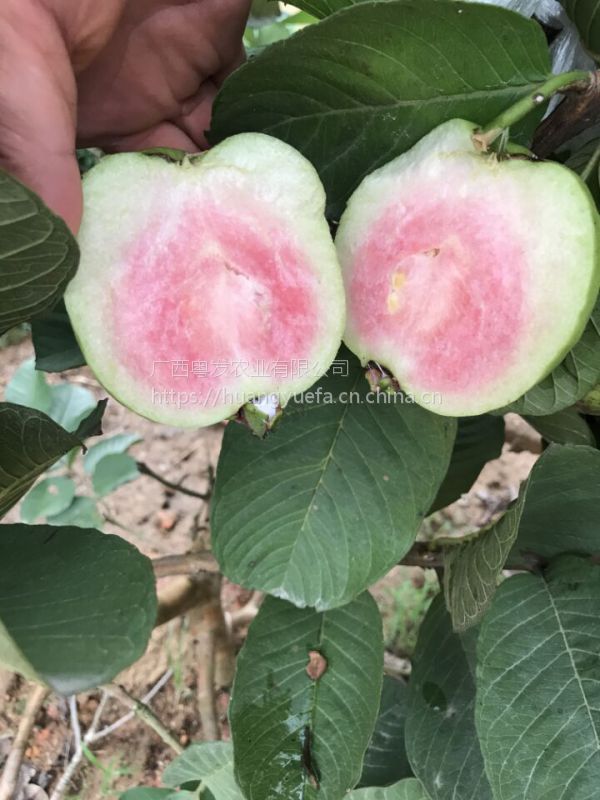 惠州无籽芭乐苗博罗红宝石无籽番石榴苗批发188 777 888 51 番