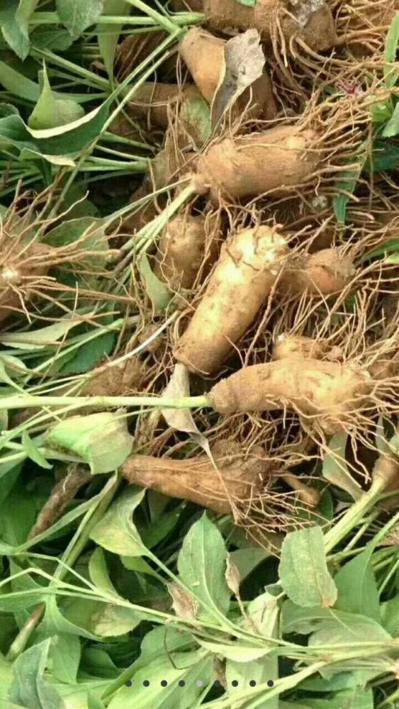 【中药白术苗一亩地需要多少公斤】价格_厂家 - 中国供应商