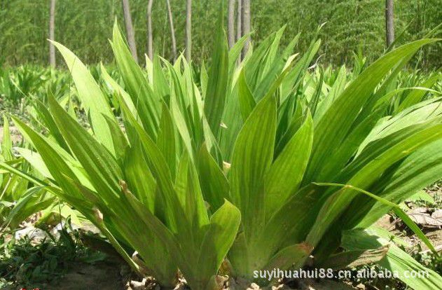 鸢尾苗德国鸢尾苗道路绿化紫花鸢尾苗 充足欢迎垂询价格 中国供应商