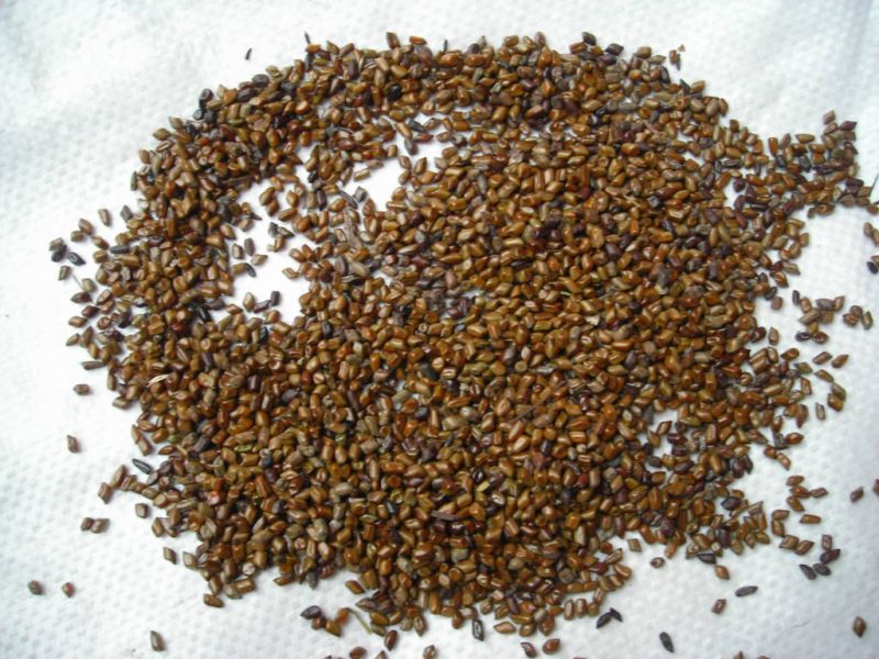 供应决明子种子决明子种植方法绿化苗木种子批发