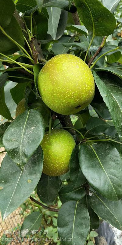 新品种状元冰糖梨树苗状元冰糖梨树苗价格状元冰糖梨树苗新报价