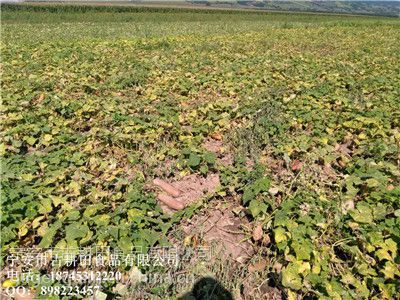 黄瓜籽的功效与作用