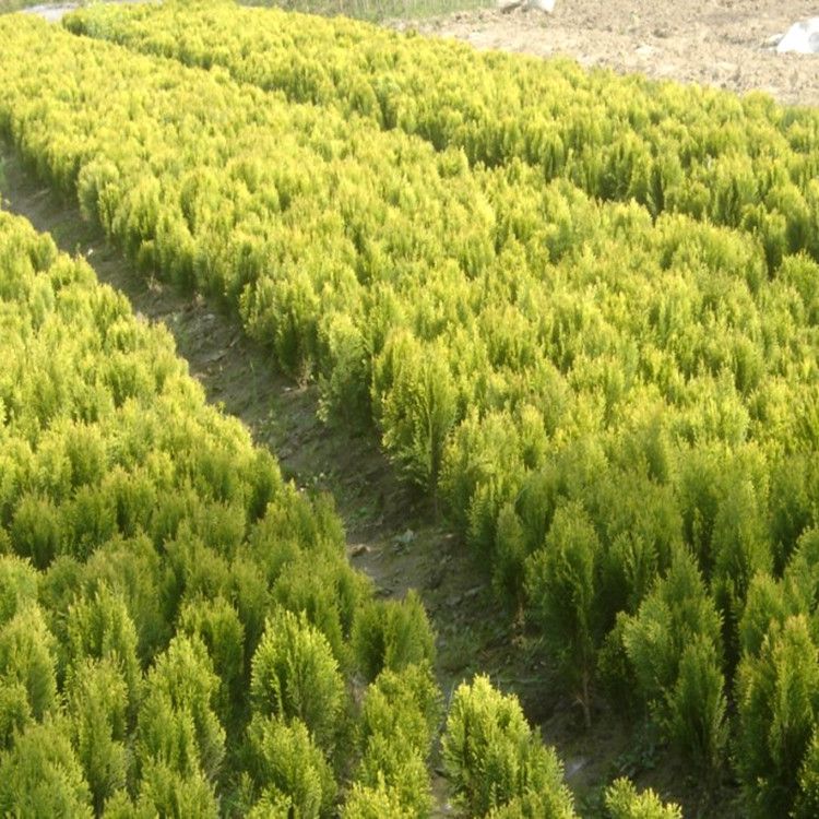 洒金柏小苗洒金柏球洒金柏价格绿化工程苗木供应商