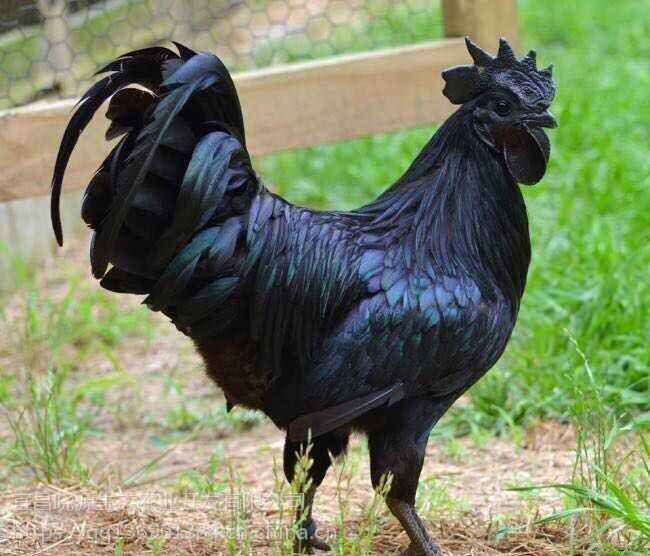 江西九江绿壳蛋鸡五黑鸡养殖技术养殖前景绿壳蛋鸡价格全国可送货