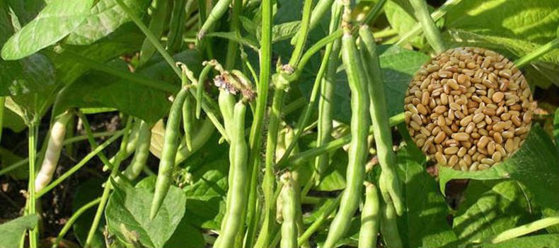 金威玛青豆缅甸青竹豆青竹豆竹豆