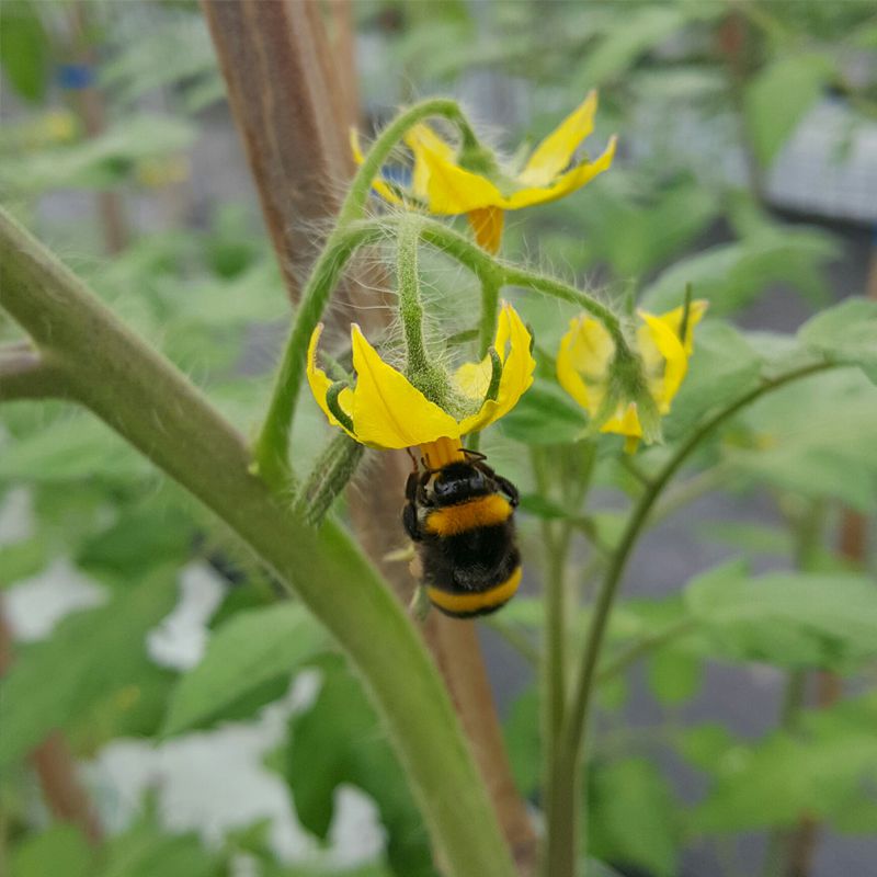 西红柿熊蜂授粉小视频