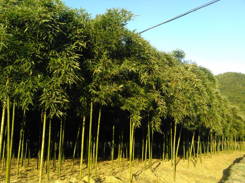 细叶乌头雷竹种苗的竹林和挖掘装车