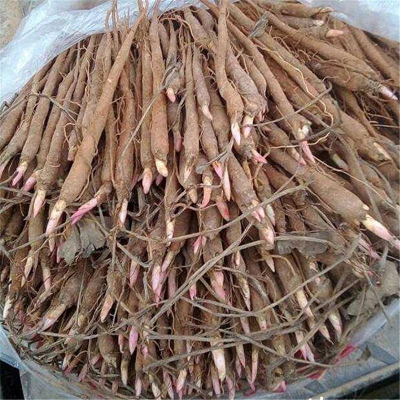 赤芍种子赤芍苗赤芍芽头赤芍栽培技术芍药种子芍药苗