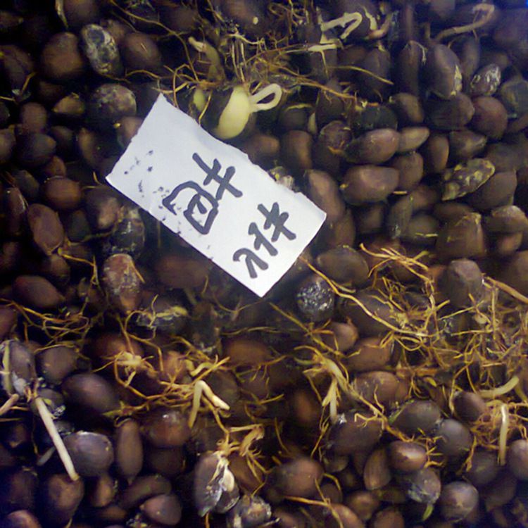 供应枇杷树种子产地枇杷种子颗粒饱满保证发芽率高