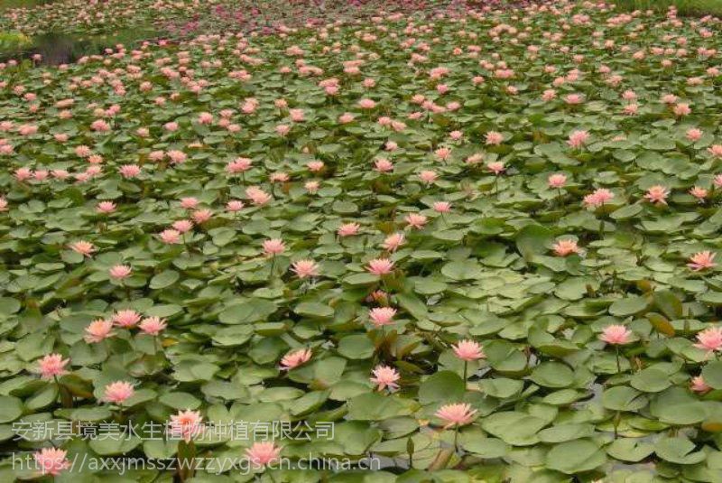 大量出售睡莲苗找境美水生植物种苗基地18833230022