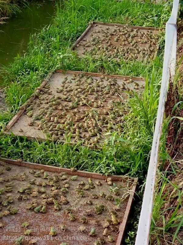 达州青蛙养殖批发|南充鲜活生态青蛙供应|欢迎提前订购