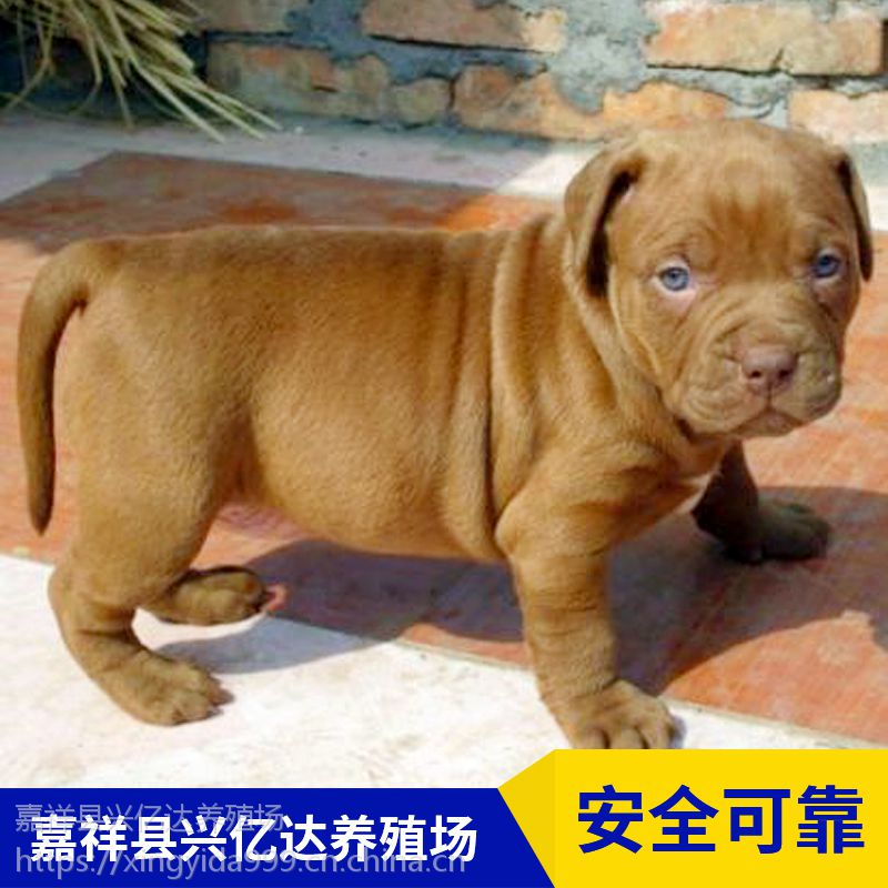 嘉祥县兴亿达小型比特犬小奶狗养殖场价格 价格 厂家 中国供应商