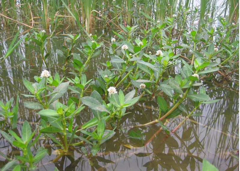 水生花卉水养植物水草水花生空心莲子草喜旱莲子草革命草