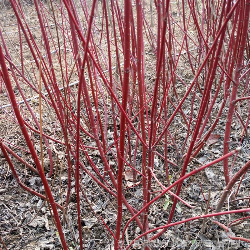 金葉紅瑞木紅瑞木紅杆紅瑞木新品種彩葉樹金枝紅瑞木