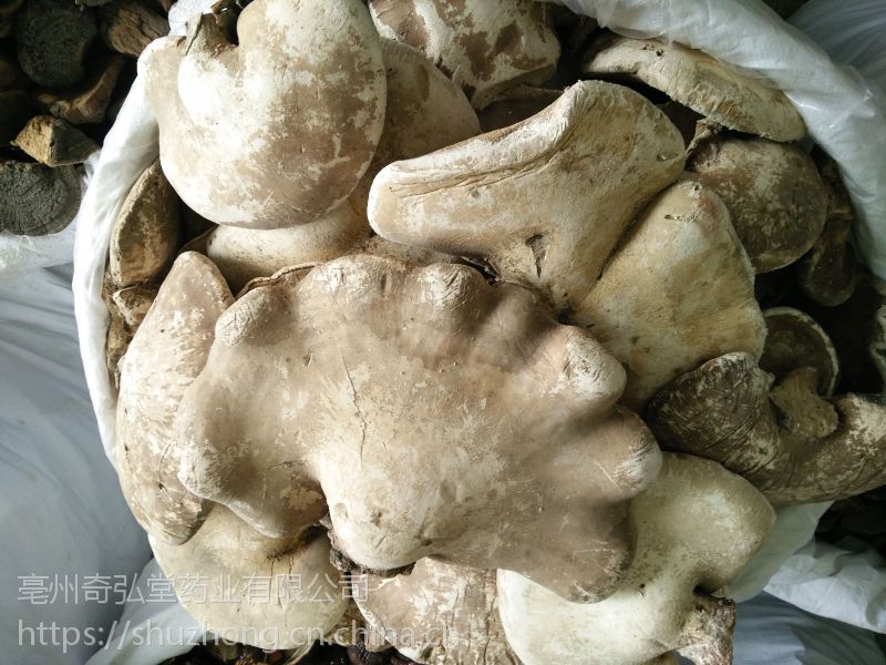 本店常年供应*马蹄菌,树舌灵芝,白桦茸,白灵芝