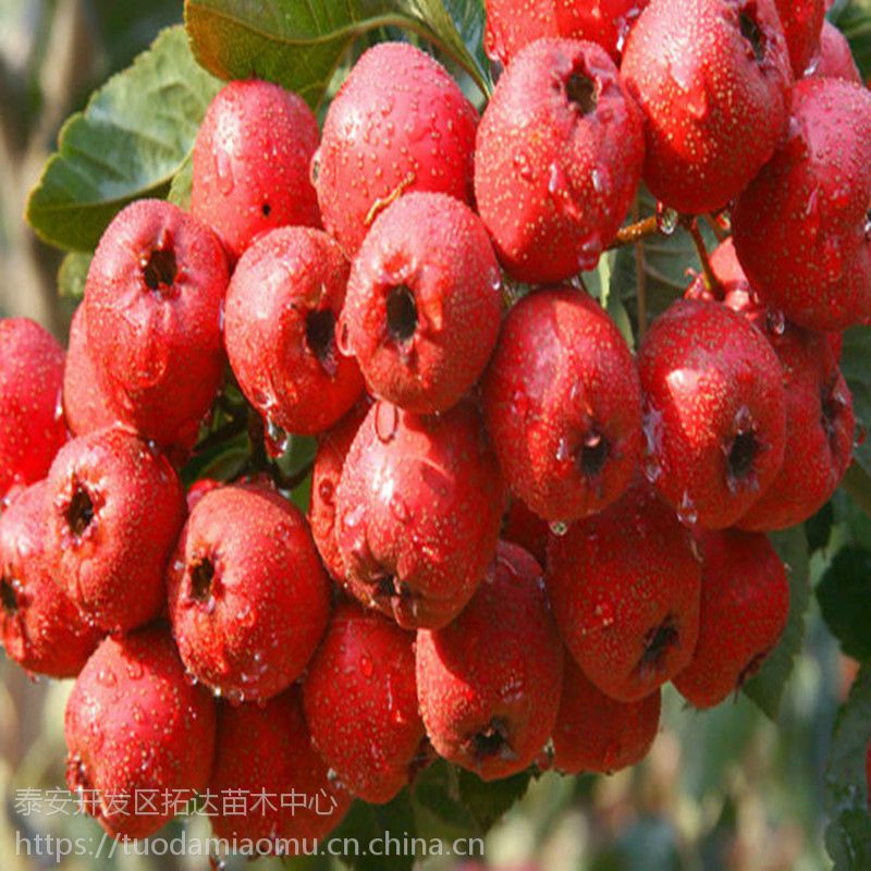 甜红籽山楂苗 甜红籽山楂苗的特点 哪里有甜红籽山楂苗