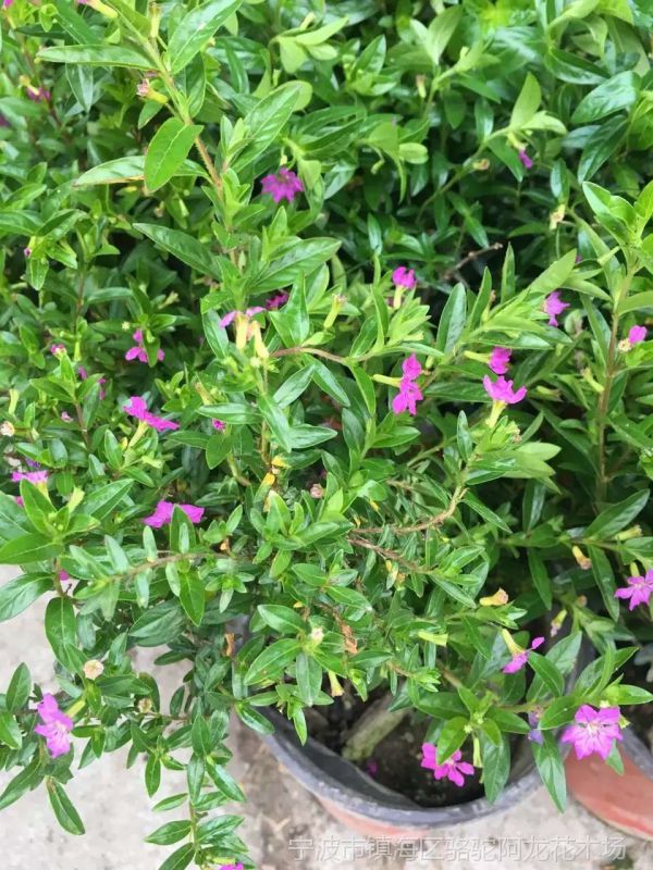 花场孔雀兰紫萼距花满天星