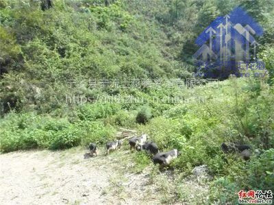 湖南宁乡专业土花猪养殖 优质土猪 价格低廉 农场供货