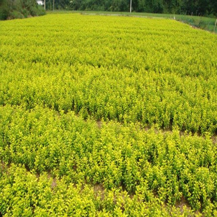 金叶女贞高度3540工程绿化花灌木金丝女贞基地