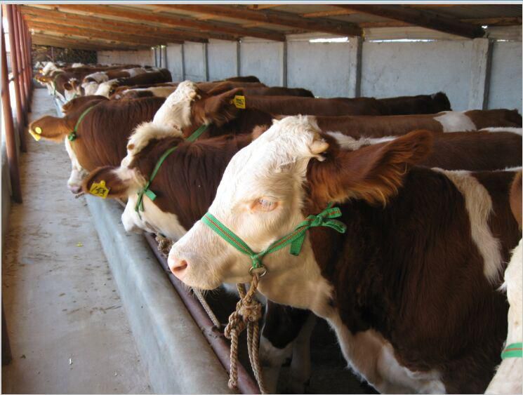 西门塔尔牛牛苗价格活牛300斤小牛犊多少钱一只包邮