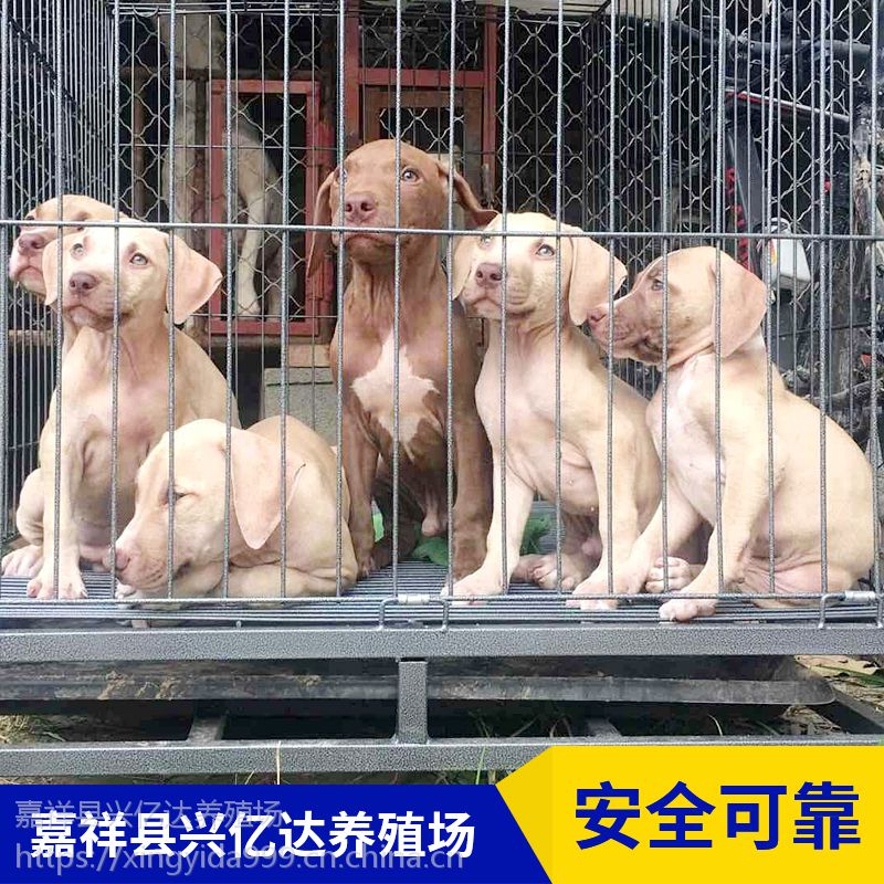 嘉祥县兴亿达小型比特犬小奶狗养殖场价格 价格 厂家 中国供应商