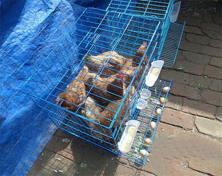 家用鸡笼养鸡笼子蛋鸡笼大号小号养殖家用母鸡笼子折叠鸡笼