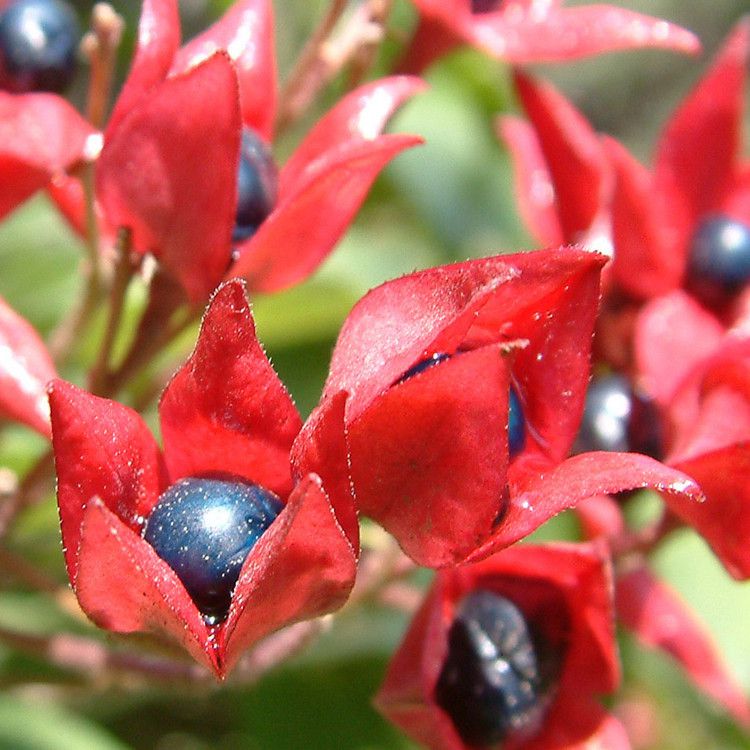 海州常山海州常山种子海州常山价格绿化苗木供应商