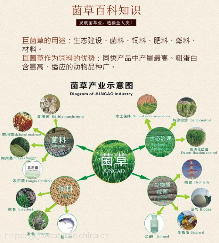 巨菌草种子巨菌草种植牧草饲料