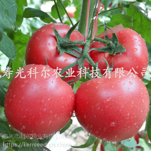 布莱恩特--优质番茄种子 进口粉果西红柿种子