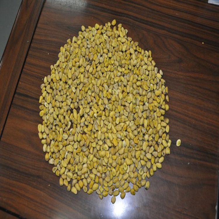 供应正宗进口澳洲火焰木种子赠送澳洲火焰木种植资料一份