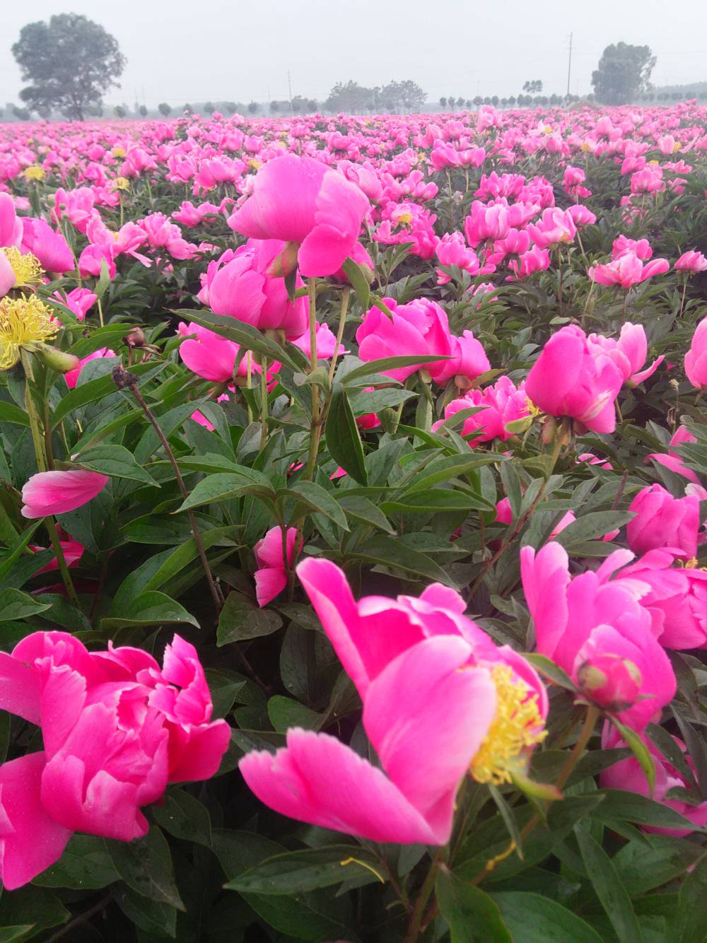 亳州地产白芍赤芍一亩地种植30004000棵苗子产地