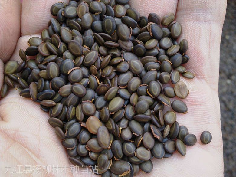 供应台湾相思种子▎马占相思种子▎大叶相思种子