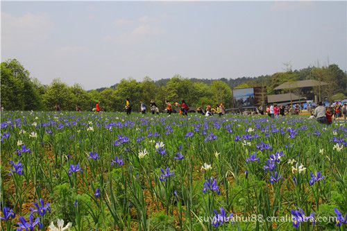 鸢尾苗德国鸢尾苗道路绿化紫花鸢尾苗 充足欢迎垂询价格 中国供应商