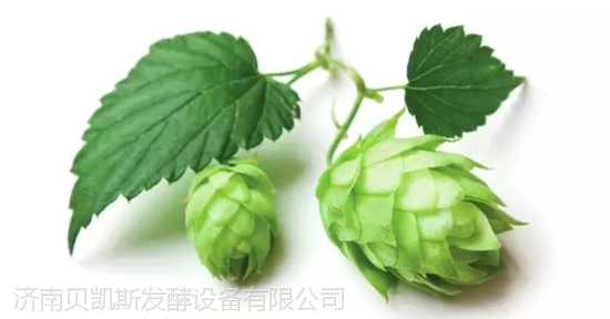 捷克薩茲saaz香型顆粒酒花,這種酒花使啤酒***終的口感和香氣非常均勻