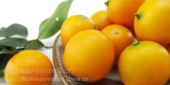 脆蜜金柑苗批发价格