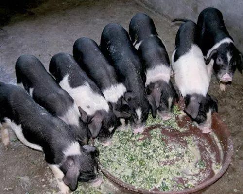 大量供应土花母猪纯正的宁乡土花猪母猪苗价格便宜