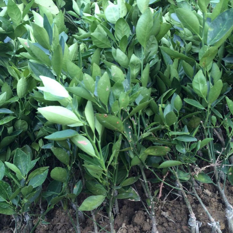 佛山无籽柠檬果苗地栽庭院种植批发