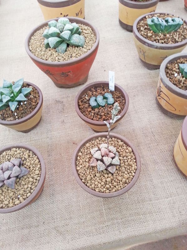 上海日本进口硬质三本线赤玉土 多肉植物培养土1 3mm 14升价格 中国供应商