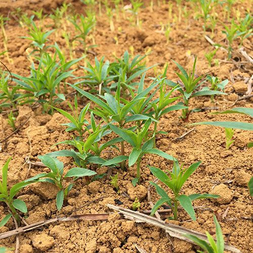 毛桃小苗 毛桃芽苗 桃树苗小苗 桃树苗芽苗毛桃苗生长较快,头年种下,*