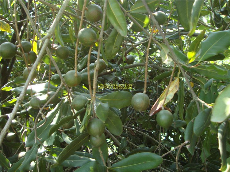 澳洲坚果嫁接苗高7090厘米澳洲坚果树苗西澳洲坚果苗批发广