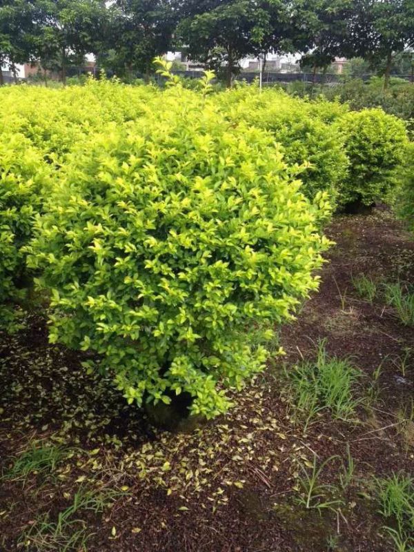 供应福建假连翘球漳州假连翘球包装上车