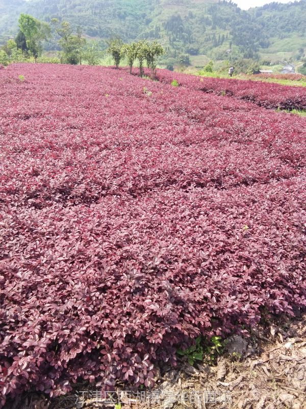 重庆红花继木苗红花继木苗红花继木基地苗