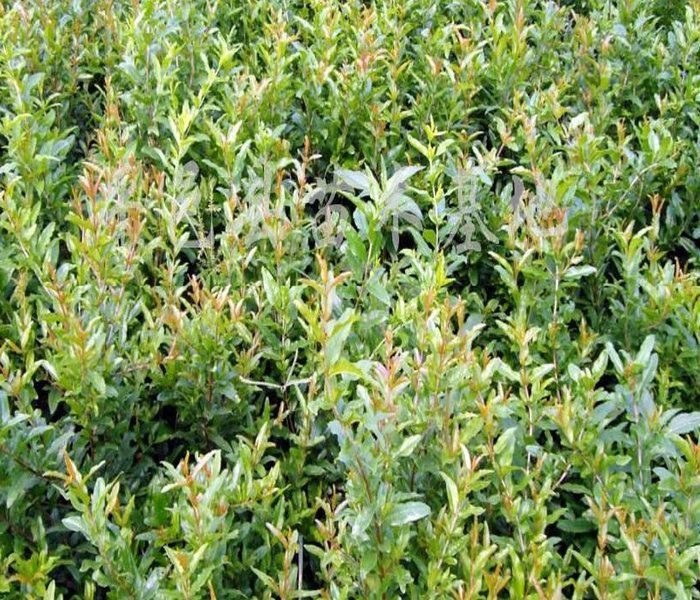 大青皮石榴树苗