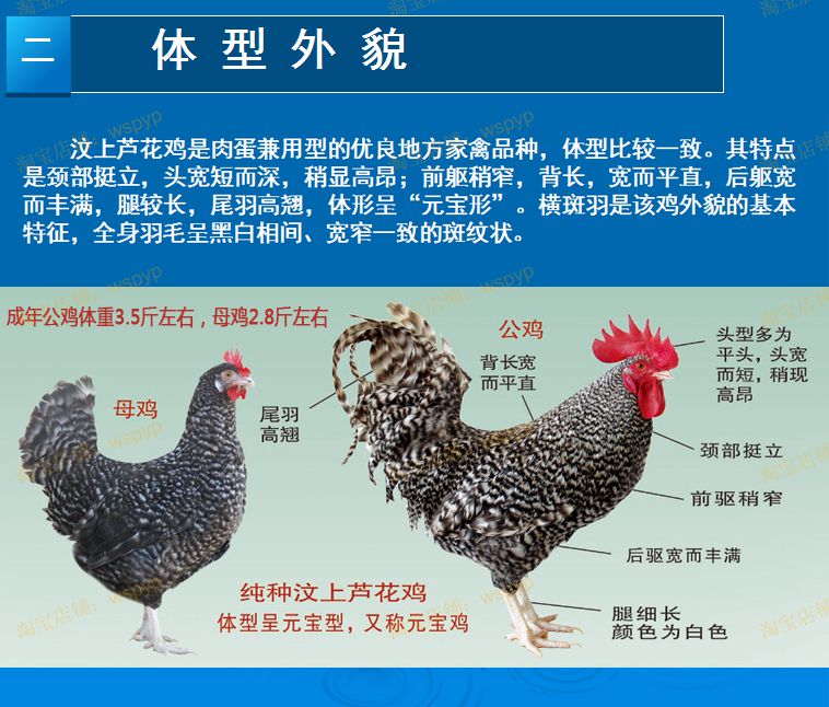 芦花鸡种蛋受精蛋孵化鸡苗纯种汶上芦花鸡蛋山东土鸡柴鸡