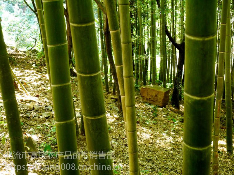 供应中华竹的文化楠竹的产地毛竹的加工方法 价格 厂家 中国供应商